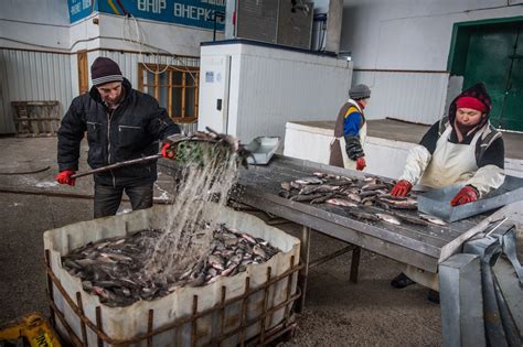 The North Aral Sea Teems With Fish Thanks to Restoration Projects.